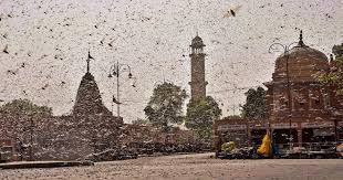 Integrated pest management (ipm) is a common sense approach to managing pests. After Rajasthan Madhya Pradesh And Up Locusts Invade Maharashtra Officials Use Chemical Sprays