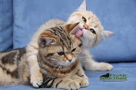 Ciftlesme Dogum Kategorisi Exotic Shorthair Kulubu