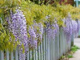 Image result for Wisteria