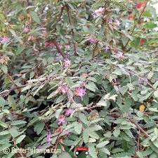 Image result for Melochia