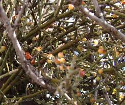 Image result for Viscaceae