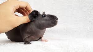 Ludwik's owner agata nowacka, from warsaw, poland found him abandoned in a pet store, riddled with fungal infection and diseases. Skinny Guinea Online