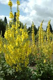 Verbasco / genere di piante erbacee di medie dimensioni, da resistenti a delicate, con fiori gialli molto accesi. Giardini