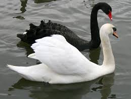 Black And White Swan Black Swan And White Swan Black And White Birds Black Swan Bird Bird Photography