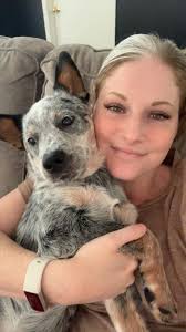 Heeler mix behavior issues and training suggestions needed