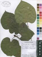 Image result for Macaranga capensis