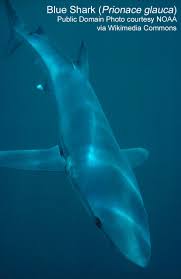 Image result for blue shark species