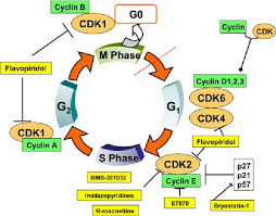 Maybe you would like to learn more about one of these? Cyclin Dependent Kinase Inhibitors As Potential Targeted Anticancer Agents Semantic Scholar