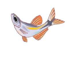 Https Encrypted Tbn0 Gstatic Com Images Q Tbn And9gcrbdjcotftfvrhq6rwbummupai6v Wm Ot Ca Usqp Cau Dead fish png transparent image for free, dead fish clipart picture with no background high quality, search more creative png download the dead fish png images background image and use it as your wallpaper, poster and banner design. 2