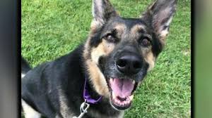 As always, make sure to watch. Rescue Dog That Nobody Wanted Saves Life Of New Owner Cbs News