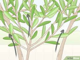 In seiner heimat, dem mittelmeerraum, wird er bei der ernte geschnitten. Einen Olivenbaum Beschneiden 14 Schritte Mit Bildern Wikihow