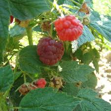 Maybe you would like to learn more about one of these? Heritage Red Raspberries Everbearing Berry Plants For Sale Double