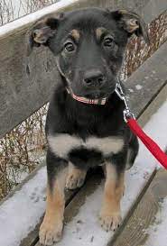 Black german shepherd lab mix. Black Lab German Shepherd Mix For Sale Petsidi