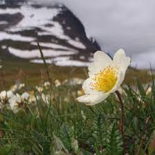 Arthur, flowers have been a secret language for many hundreds of years. Flowers That Symbolize Innocence A To Z Flowers
