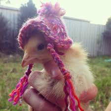 Agrarian Nation 1876 Comb Protectors Chicken Pictures Cute Chickens Chicken Hats The best gifs for chicken hat. comb protectors