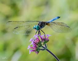 Black And Blue Dragonfly Blue Dasher Dragonfly In 2020 Dragonfly Night Sky Photos Haliaeetus Leucocephalus