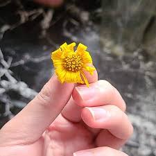 Image result for Euryops