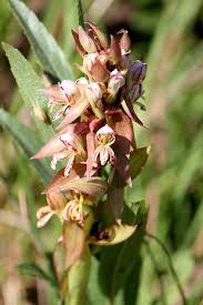 Image result for Satyrium buchananii