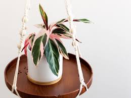 Planting herbs trees to plant planting flowers propagating plants garden care china doll plant big indoor plants houseplants plant design. China Doll Plant Indoor Care And Growing Guide