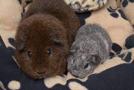 Männchen in silberagouti 132 g, weibchen in silberagouti mit weiß 108 g. Zwei Rex Meerschweinchen Gold Agouti Und Baby Silber Agouti Stock Foto Adobe Stock