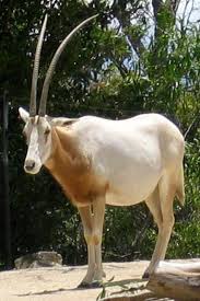 The 15 Most Beautiful And Amazing Extinct Animals Extinct Animals Rare Animals Endangered Animals