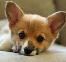 Corgi Dog Black And Brown Welsh Corgi Puppies Pictures Of The Welsh Corgi Dog Breed Welsh Corgi Puppies Corgi Dog Corgi Dog Breed