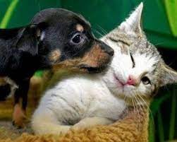 pin on dog