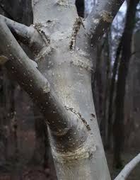 Image result for Cordia monoica