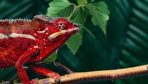 Check spelling or type a new query. We Finally Know How Chameleons Change Their Color Smart News Smithsonian Magazine