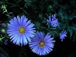 Beautiful Blue Blooming Flowers On Bush Photographic Print Art Com Flowers Perennials Evergreen Flowering Shrubs Aster Flower