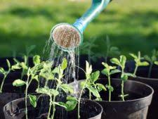 Fierul este vital pentru organism iar carența de fier poate tulbura serios sănătatea. Simptome Exces De Fier