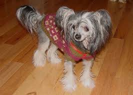 We did not find results for: Chi Chi Dog Chihuahua Chinese Crested Mix Info Temperament Puppies Pictures Chinese Crested Dog Chinese Crested Chi Dog