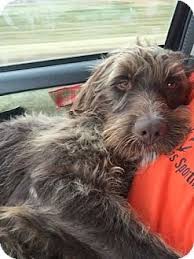 Greenhorn mountain griffs spicy pepper x high country gunther (summer '21 litter full, planning spring '22 litter). Denton Tx Wirehaired Pointing Griffon Meet Dominick A Dog For Adoption Http Www Adoptape German Shorthaired Pointer Dog Dogs German Shorthaired Pointer