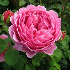 (ausmerchant) english shrub rose bred by david austin. Princess Alexandra Of Kent David Austin Rose Roses Victoria