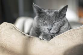 A stressful situation, the arrival of a new member to the home or the discomfort of its bed. Dr Elsey S Blog Tips And Facts All About Cats