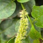 Image result for Phytolacca dodecandra