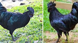 May 22, 2021 · tumis daging lada hitam. Foto Ayam Cemani Ayam Unik Serba Hitam Pernah Laku Rp 32 Juta Per Ekor Pos Belitung