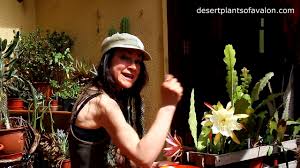 After flowering, the plants may appear a little wilted but do not increase watering more than the usual watering schedule. Growing Epiphyllum Cactus From Seeds Propagating Orchid Cactus Youtube