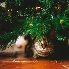 Check spelling or type a new query. How To Cat Proof Your Christmas Tree Apartment Therapy