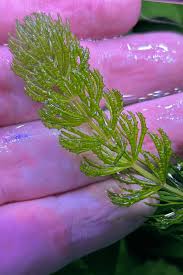 Image result for Ceratophyllum