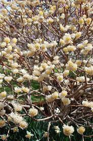 Paper Bush Edgeworthia Chysantha In Full Bloom In The Haupt Garden Front Yard Plants Unusual Plants Garden