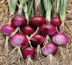Salah satu ciri dari umbi lapis adalah pangkal daun pada umbi lapis, yang juga dikenal sebagai sisik, mengandung cadangan makanan untuk memungkinkan tanaman bertahan dari kondisi cuaca buruk. Perkembangbiakan Vegetatif Dan Generatif Pada Tumbuhan Juragan Les