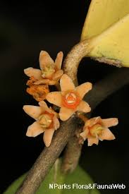 Image result for Salacia orientalis
