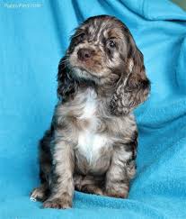 Merle Chocolate Cocker Spaniel Luv Spaniel Breeds Cocker Spaniel Dogs