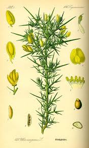 Flora Von Deutschland österreich Und Der Schweiz 1885 Pdf Flora Von Deutschland Osterreich Und Der Schweiz 1885 Botanische Zeichnung Botanische Zeichnungen Flora