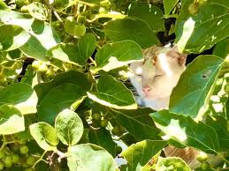 台灣攝影家蘇保為流浪貓街拍張張精彩值得一看再看 貓大叔 plant leaves blue cats cute cat