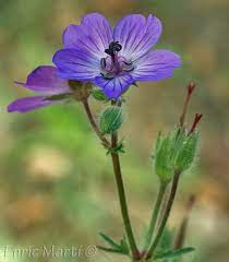 We did not find results for: Flores Silvestres Del Mediterraneo Geraniaceae Geranium Malviflorum Flores Silvestres Geranios Flores