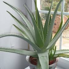 Remove old stems and blossoms. Aloe Vera Barbadensis Miller Vente En Ligne De Plants De Aloe Vera Barbadensis Miller Pas Cher Leaderplant
