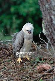 Harpy Eagle Juvenile In Nest With Its Prey A Young Three Toed Harpy Eagle Prey Three Toed Sloth