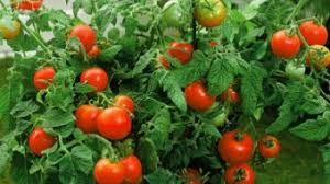 This process sometimes catches novice gardeners off guard. Explaining Determinate Tomato Plants In Gardening Youtube